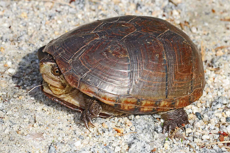 Tortuga De Pantano H Bitat Alimentaci N Y Cuidados