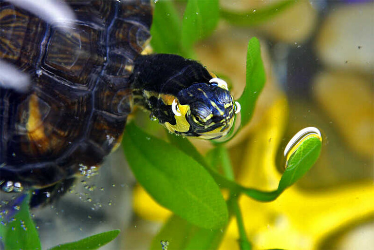 Tortuga de Orejas Amarillas hábitat cuidados alimentacion