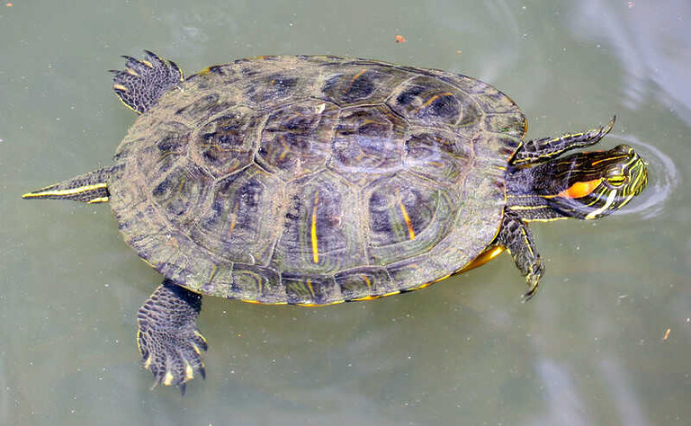 Tortuga De Orejas Amarillas H Bitat Cuidados Alimentacion