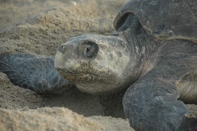 Tortuga Golfina Tortugas Exóticas