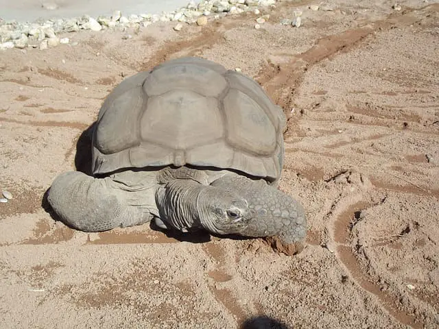 tortuga gigante en mexico