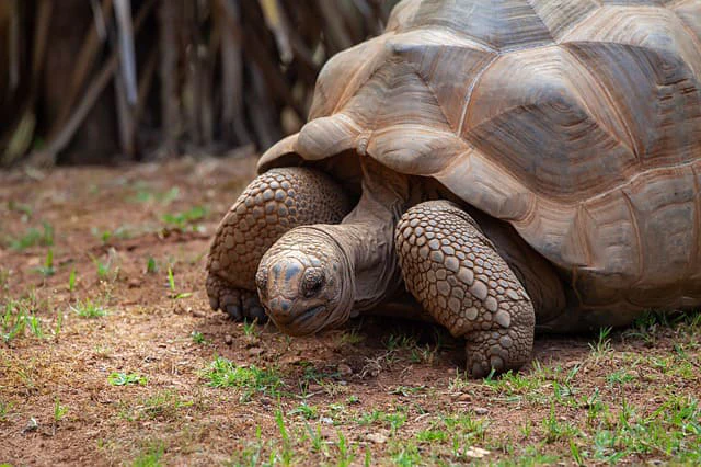 La tortuga más grande del mundo