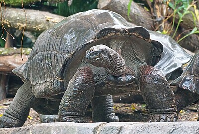 Tortuga gigante de aldabra