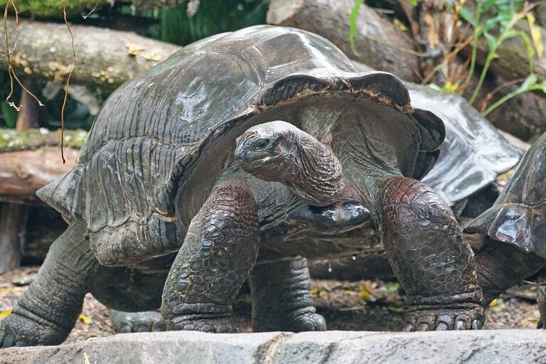 Tortuga gigante de aldabra
