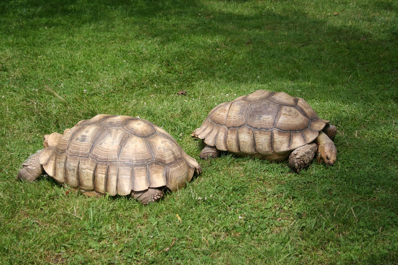 Las 10 tortugas más grandes del MUNDO con fotos! Las 10 tortugas más grandes del MUNDO con fotos!