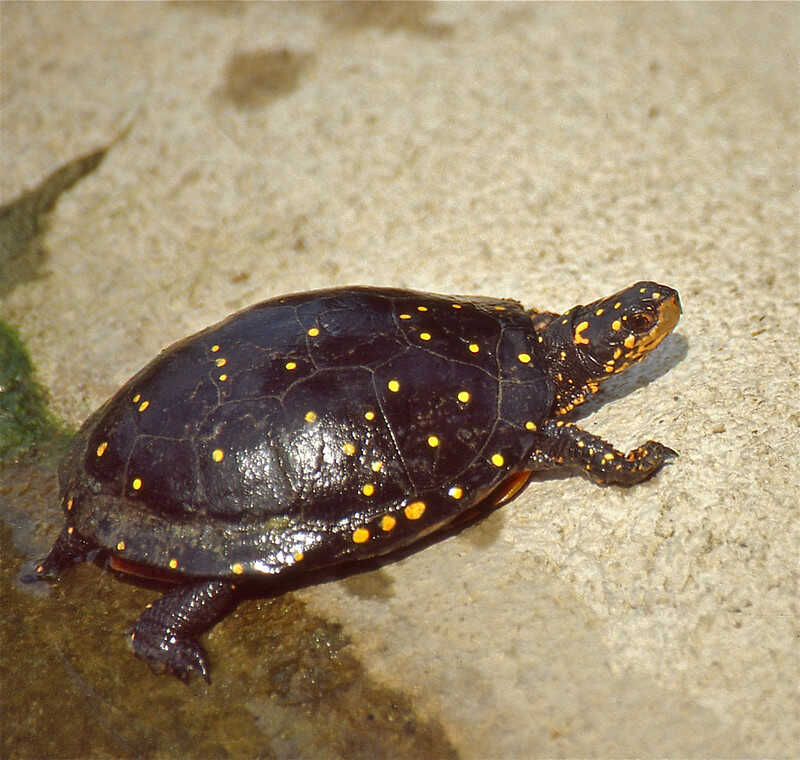 Tortuga moteada