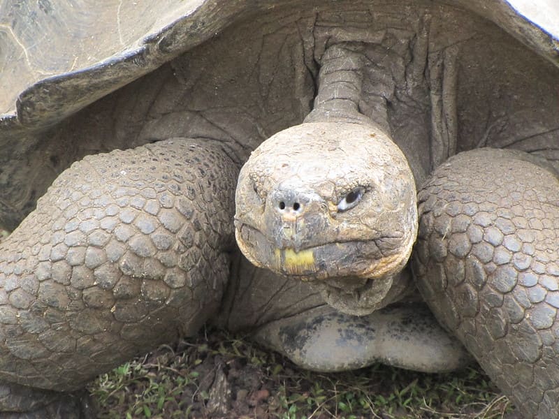 Curiosidades de la tortuga de Galápago (2)