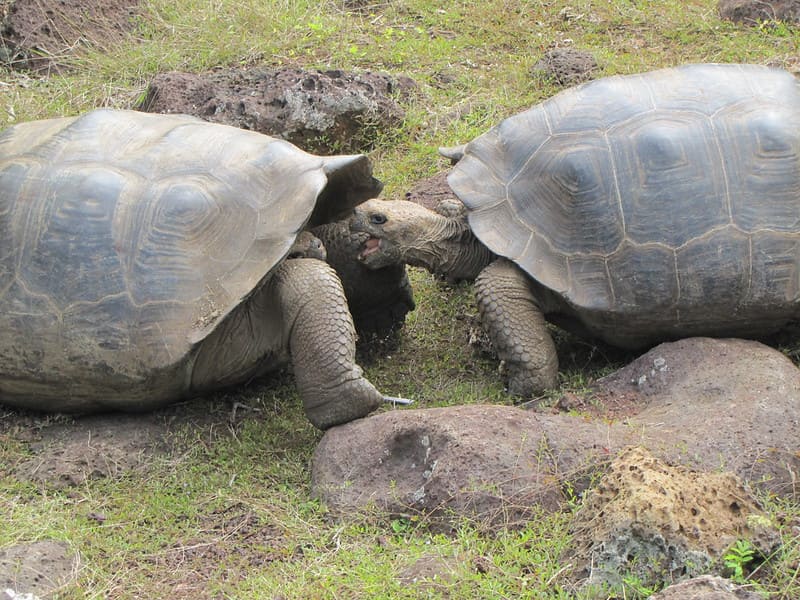 Curiosidades  de la tortuga de Galápagos