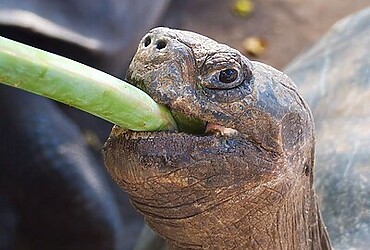 Curiosidades de la tortuga de Galápago