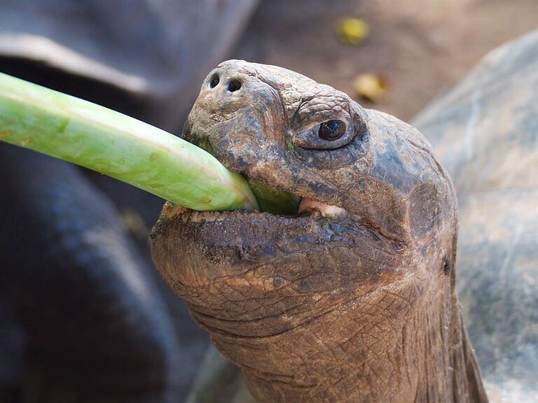 Curiosidades de la tortuga de Galápago