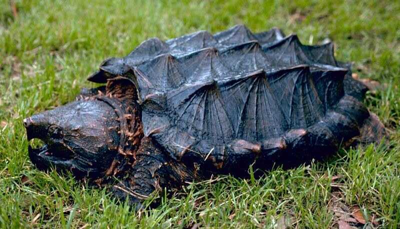 Curiosidades de la tortuga caimán
