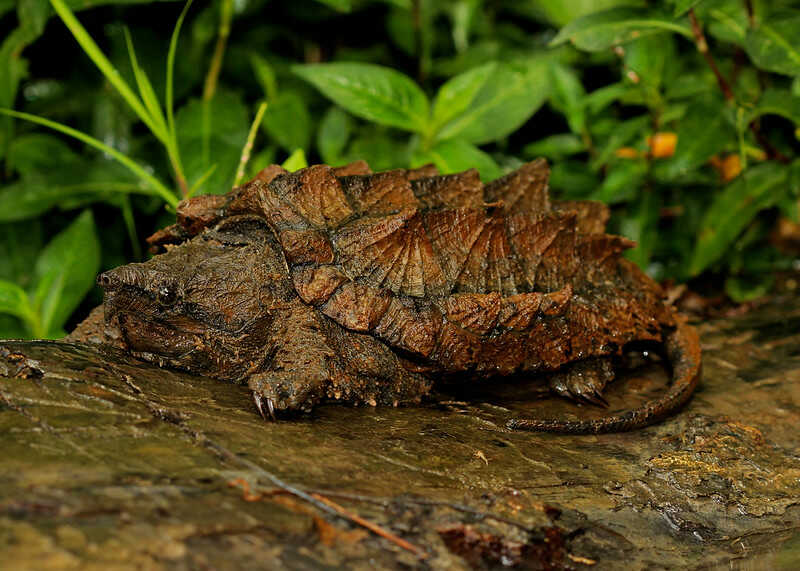 Tortuga Caimán
