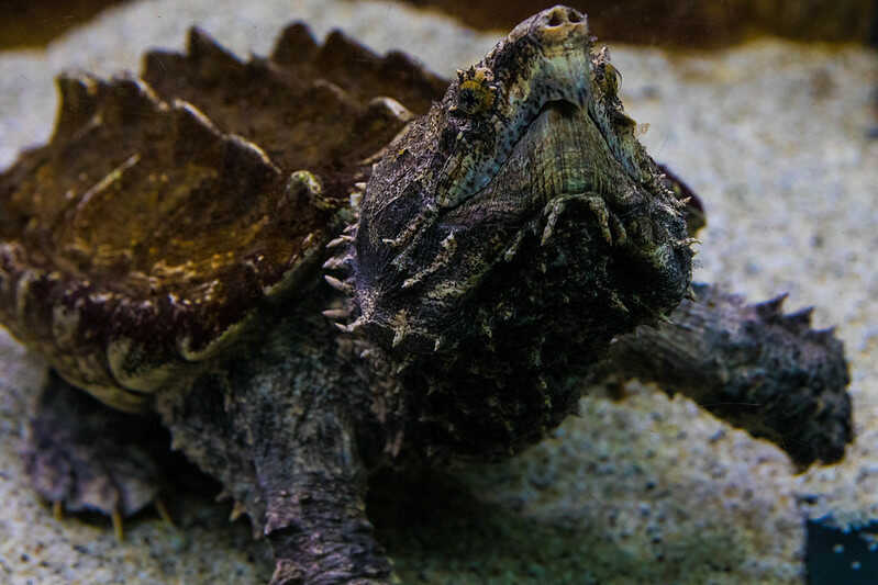 Cuáles enfermedades puede contraer la tortuga caimán