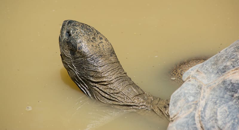 Cuántas tortugas gigantes de aldabra quedan en el mundo