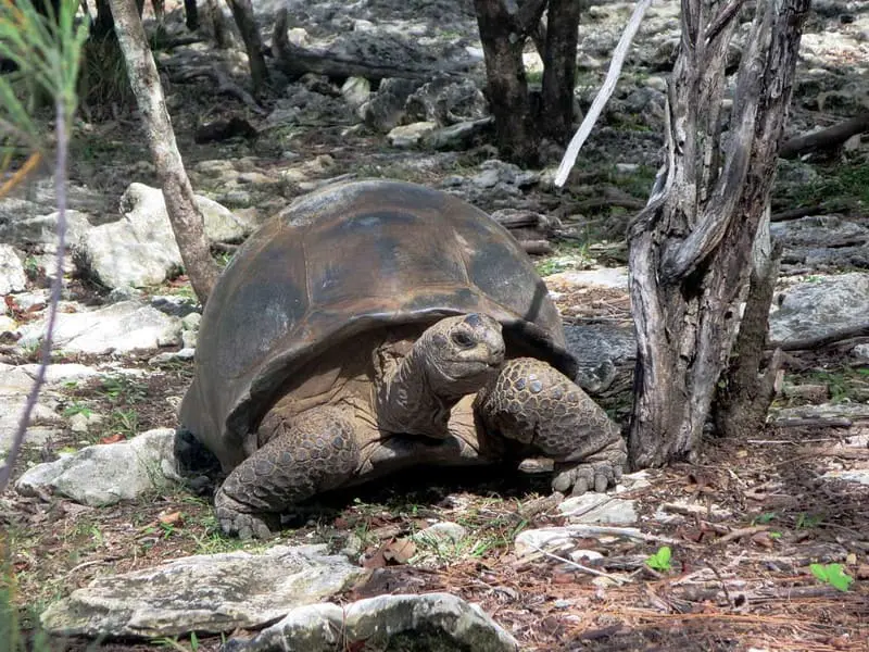 Cuánto dura esta tortuga sin comer - cuidados