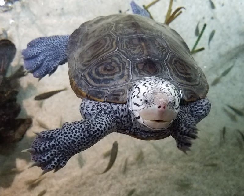 Tortuga de dorso diamantino