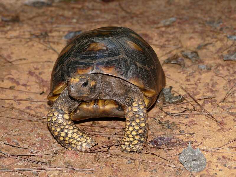cuanto tiempo vive una tortuga morrocoy