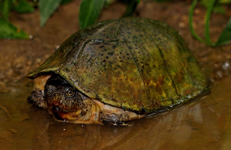 hábitat de las tortugas bulbo