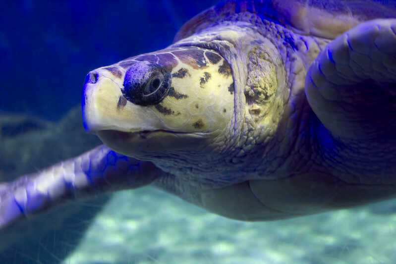 Tortuga Lora