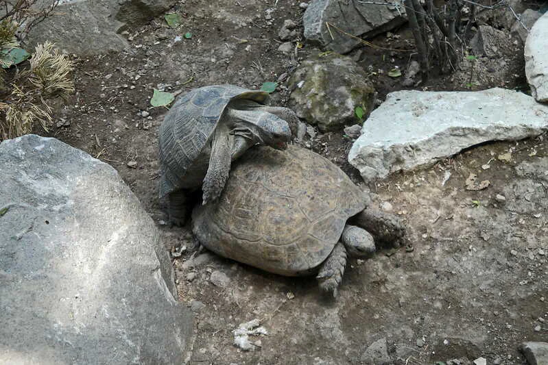 Reproducción testudo Graeca