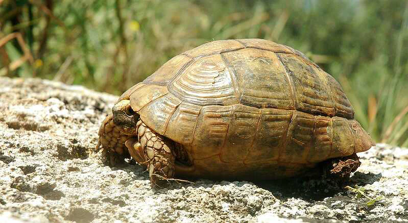 Tortuga Mora
