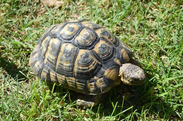 Origen de la Tortuga Mora