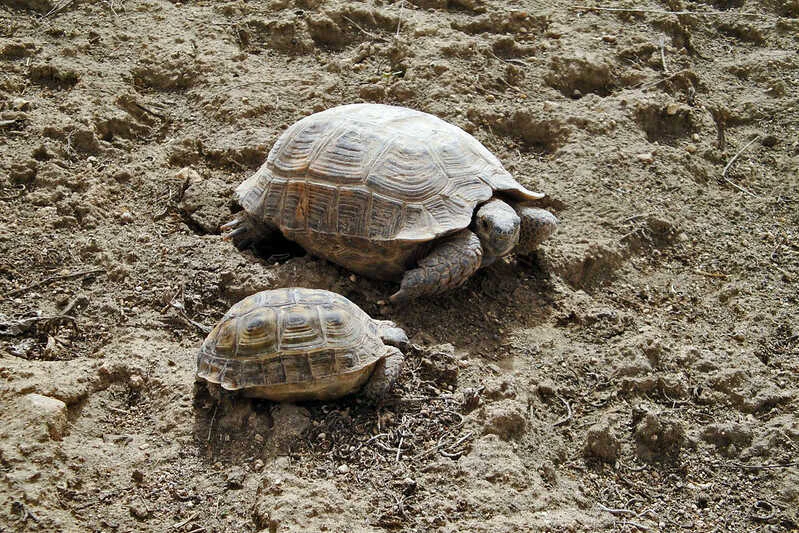 Comportamiento de la tortuga Mora