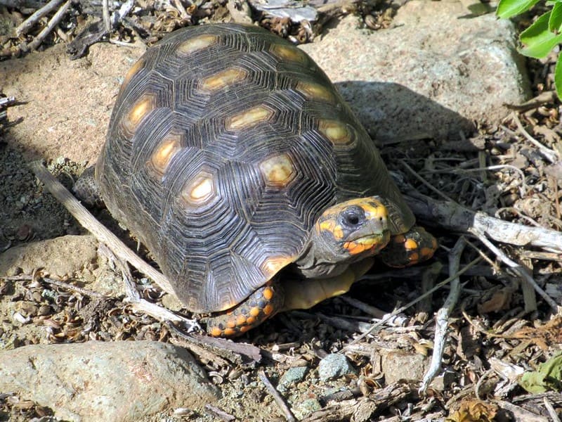 Tortuga Morrocoy