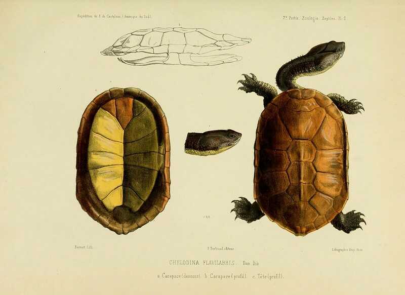 Tortuga brasileña de cuello largo