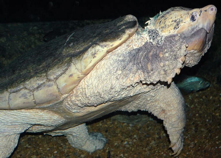 Las 10 tortugas más grandes del MUNDO con fotos! Las 10 tortugas más grandes del MUNDO con fotos!
