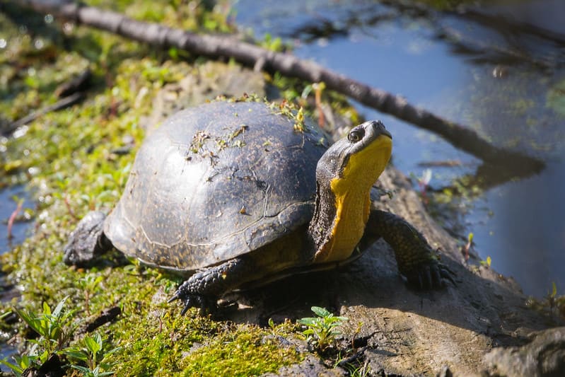 Tortuga de Blanding