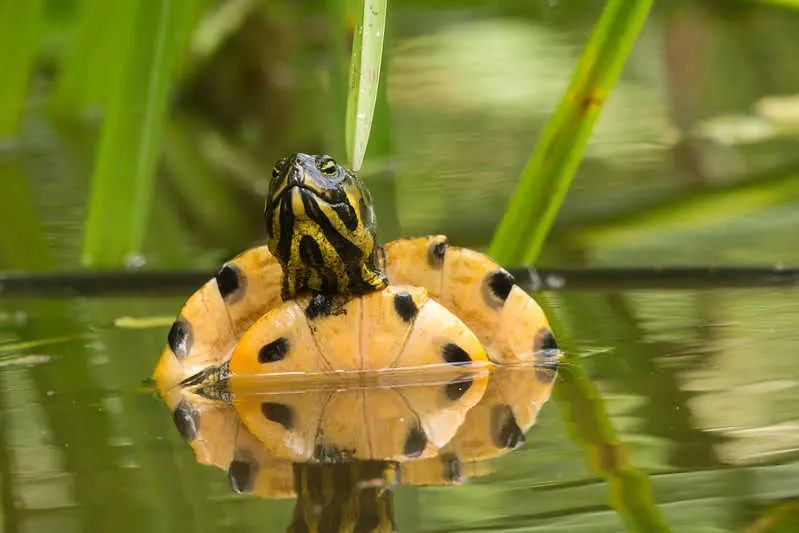 Tortuga de Cumberland