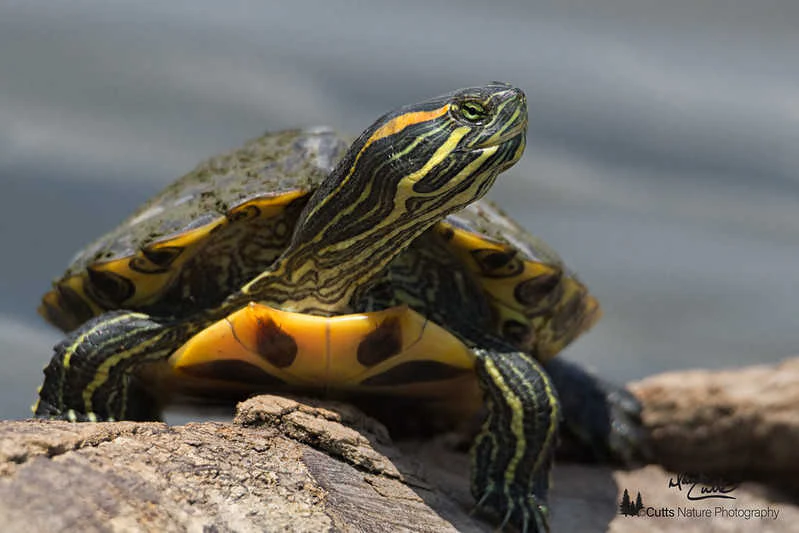 Tortuga de Cumberland