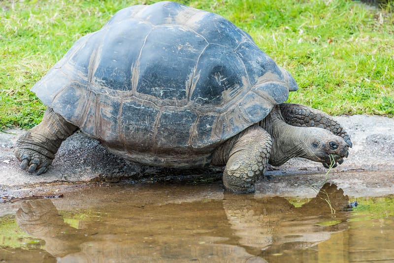 Tortuga Gigante