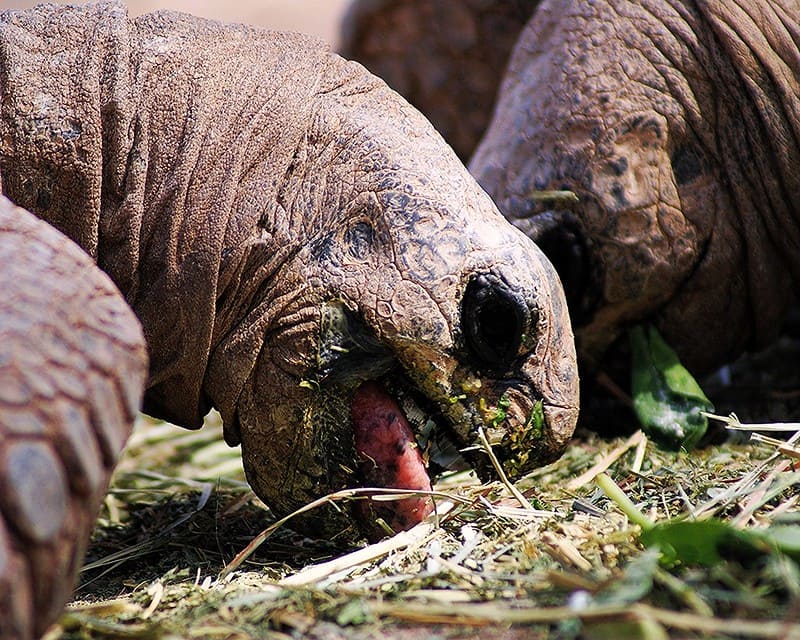 Tortuga gigante alimentandose