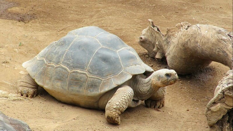 Características de la tortuga de Galápago