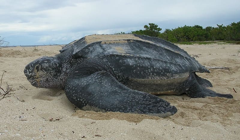 Tortuga laúd entre Las tortugas más grandes del mundo
