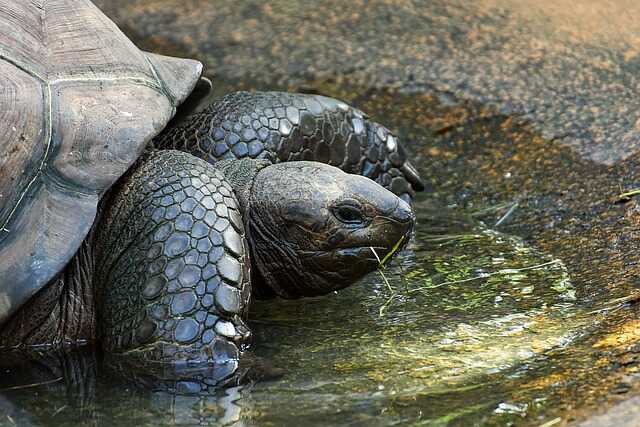 Cuántos años vive la tortuga gigante de Galápago