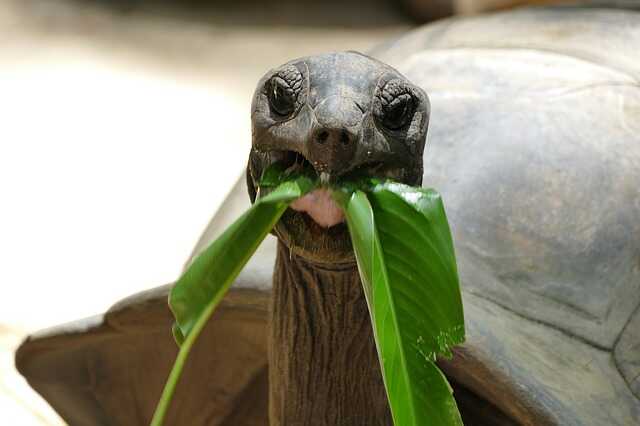 comportamiento, edad y depredadores  de la tortuga gigante de galápagos 