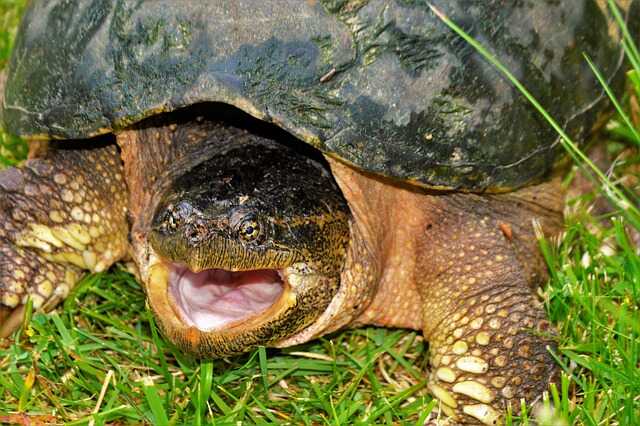 Qué comen la tortugas de agua dulce 