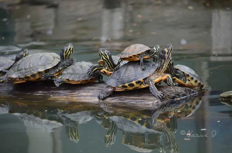 Tortuga de Cumberland