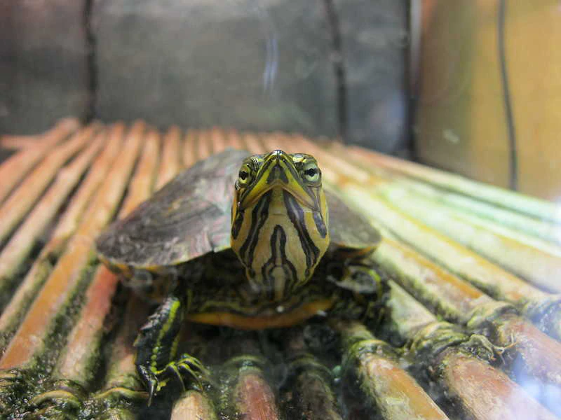 Tortuga de Cumberland, alimentación y cuidados