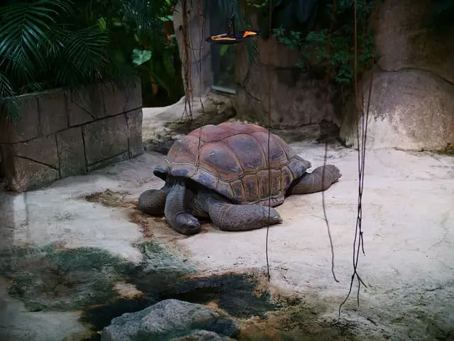 Aldabrachelys Gigantea