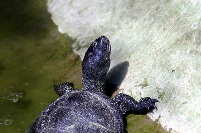 diferenciar al macho de la hembra  de las tortugas de agua dulce 