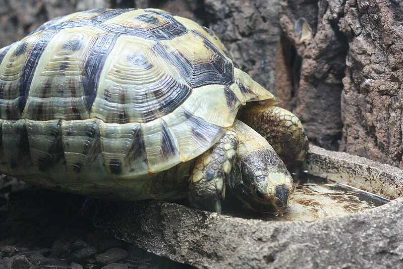 tortuga mora diferencia macho hembra