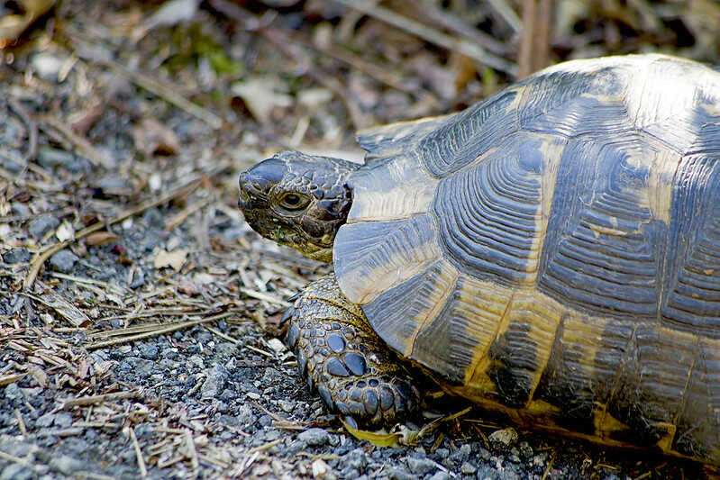 Hábitat de la tortuga mora