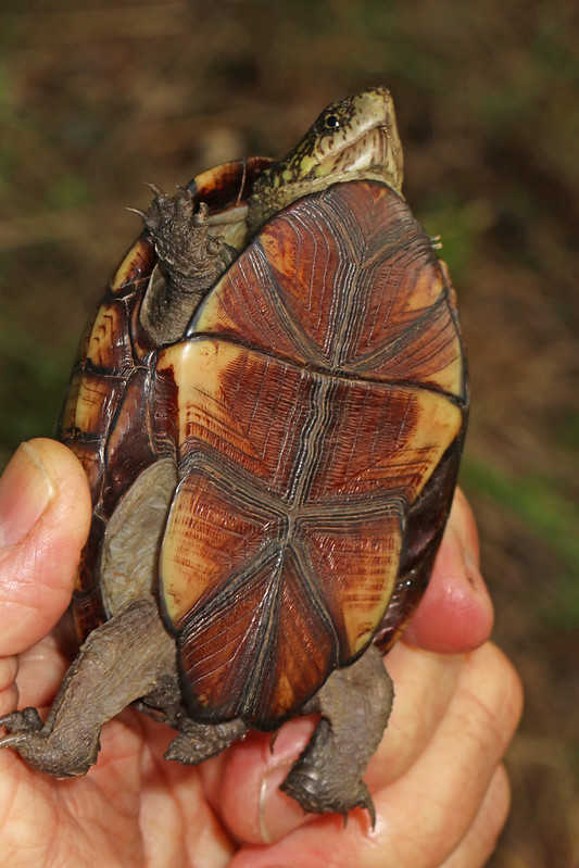  Kinosternon  Gewöhnliche Klappschildkröte 