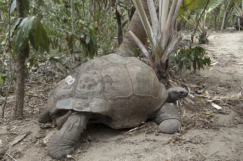 Tortuga gigante de aldabra en México