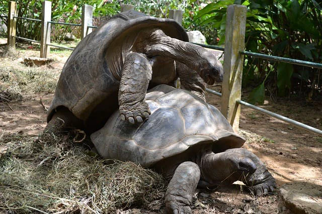 Tortuga gigante de aldabra reproduciendo