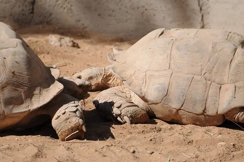 depredadores de la tortuga más grande del mundo